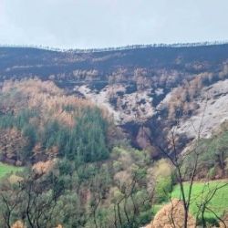 Servicios de ingeniería forestal