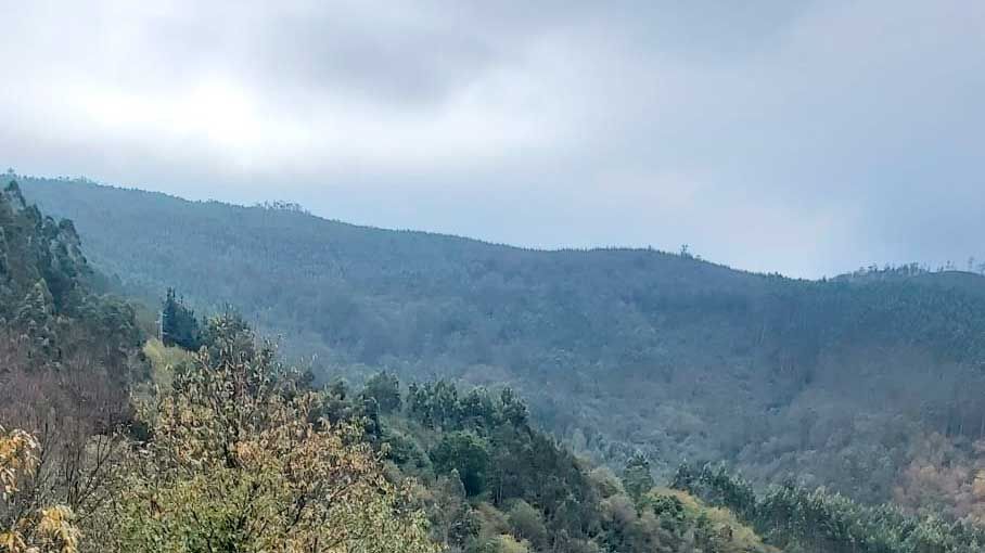 Gestión forestal en Asturias