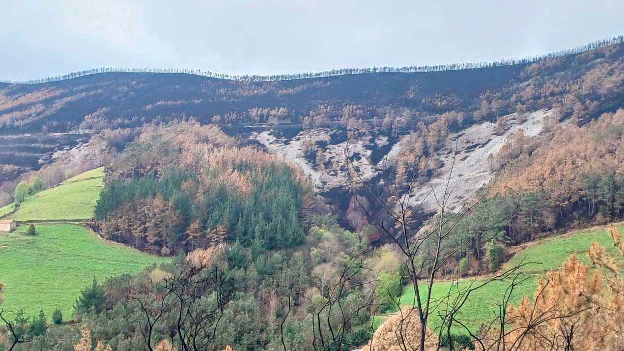 Servicios de ingeniería forestal
