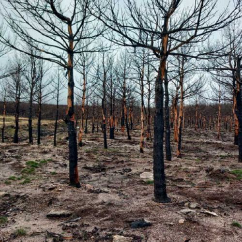 Árboles tras un incendio
