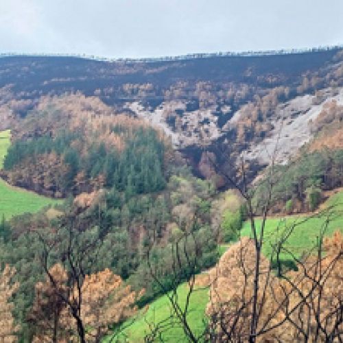 Ingeniería en el medio rural: Valle con bosques y praderas