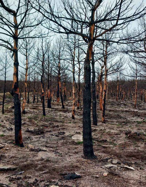 Incendios forestales