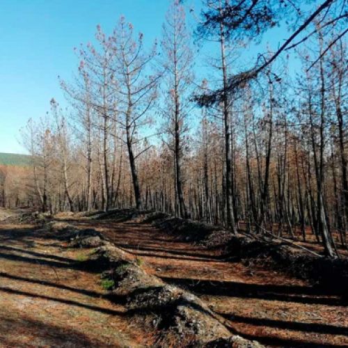 Gestión de vía rural en el monte