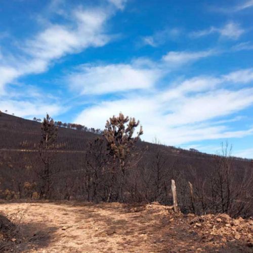 Gestión de monte quemado
