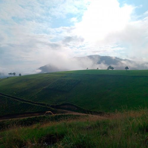 Ladera cultivada entre nieblas
