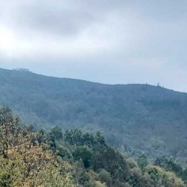 Gestión forestal en Asturias