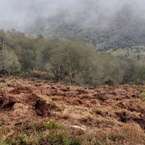 Zona de sotobosque sin desbrozar