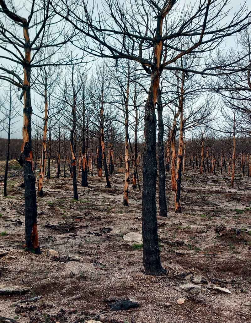Infraestructuras de defensa frente a incendios forestales Infraestructuras de defensa frente a incendios forestales
